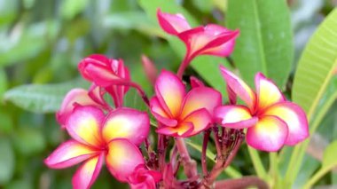 Pembe Plumeria çiçeklerinin açık mavi gökyüzünde açtığı yakın çekim videosu. Tropikal frangipani çiçekleri gün ışığında yavaşça salınır, taze bahar güzelliğini ve açık havayı yakalar.