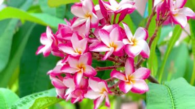 Pembe Plumeria çiçeklerinin açık mavi gökyüzünde açtığı yakın çekim videosu. Tropikal frangipani çiçekleri gün ışığında yavaşça salınır, taze bahar güzelliğini ve açık havayı yakalar.