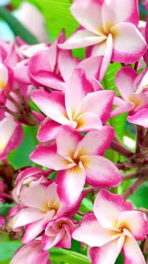 Pembe Plumeria çiçeklerinin açık mavi gökyüzünde açtığı yakın çekim videosu. Tropikal frangipani çiçekleri gün ışığında yavaşça salınır, taze bahar güzelliğini ve açık havayı yakalar.