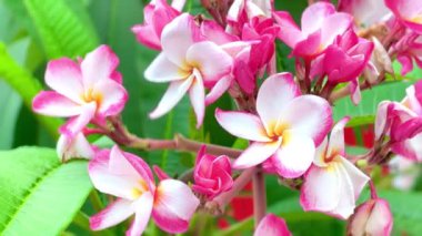 Pembe Plumeria çiçeklerinin açık mavi gökyüzünde açtığı yakın çekim videosu. Tropikal frangipani çiçekleri gün ışığında yavaşça salınır, taze bahar güzelliğini ve açık havayı yakalar.