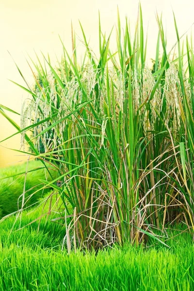 Oreja verde amarilla de arroz en arroz con cáscara jazmín Tailandia —  Fotos de Stock