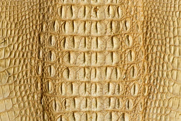 Χρυσή κροκόδειλος υφή του δέρματος — Φωτογραφία Αρχείου