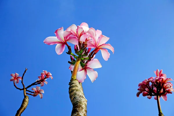 Розовый цветок франжипани на голубом небе — стоковое фото