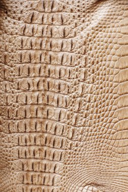 Timsah Cilt doku ve arka plan,