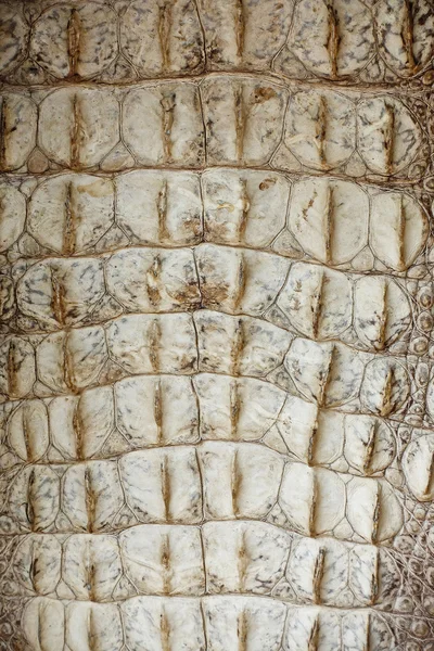 Textura e fundo da pele de crocodilo , — Fotografia de Stock