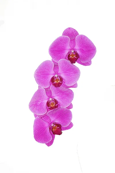 Rózsaszín orchidea virág (phalaenopsis) elszigetelt fehér háttér-Thaiföld — Stock Fotó