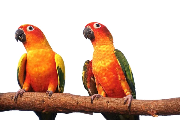 Dois sol Conure papagaio gritando em um ramo isolado no fundo branco th= — Fotografia de Stock