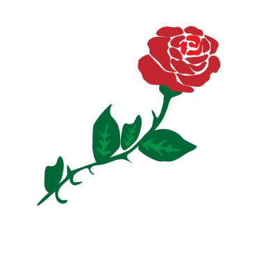 Kırmızı gül beyaz arkaplanda izole edilmiş. Romantik çiçek, hediye dekorasyonu. 