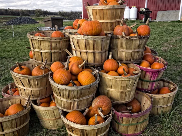 Bushels van pompoenen — Stockfoto