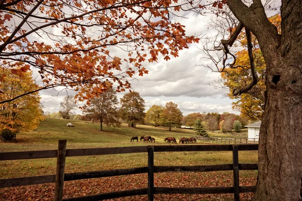Koně na podzim — Stock fotografie