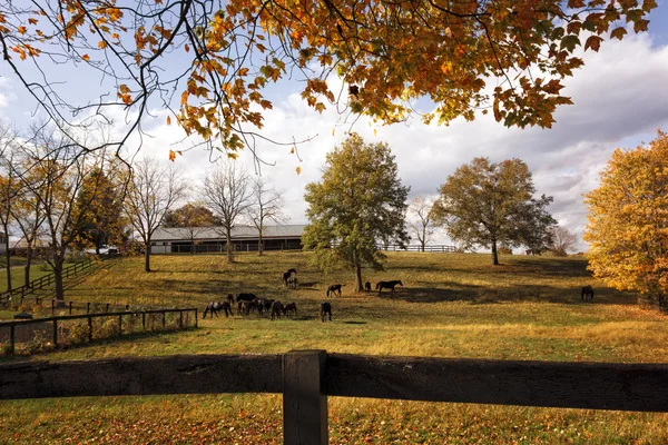 Malebné koňská farma na podzim — Stock fotografie