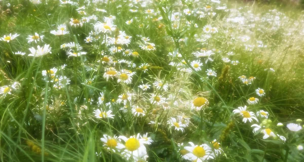 Sunlit Field of Daisies — Stock Photo, Image