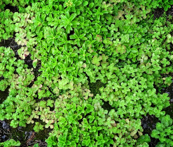 Zemin örtüsü Succulents
