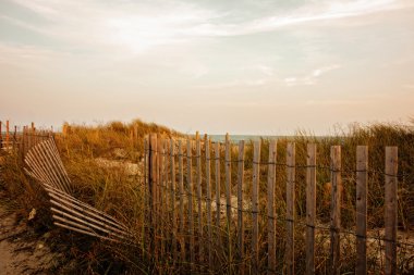 Günbatımı deniz otu