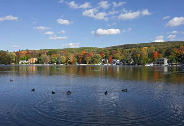 Lago com Patos no Outono — Fotografia de Stock