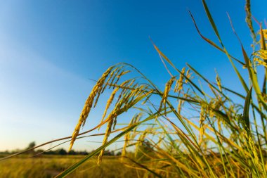 Gün batımında tarlalardaki altın tahıl