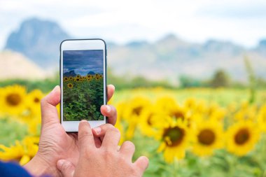 El telefonuyla fotoğraf çeken ayçiçeği tarlası..