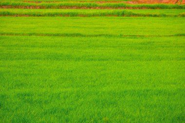 Tayland 'da yeşil pirinç tarlası. Renkli yeşil arka plan..