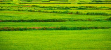 Tayland 'da yeşil pirinç tarlası. Renkli yeşil arka plan..