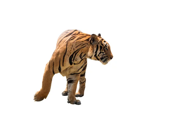 Действие Тигра Изолировано Белом Фоне — стоковое фото