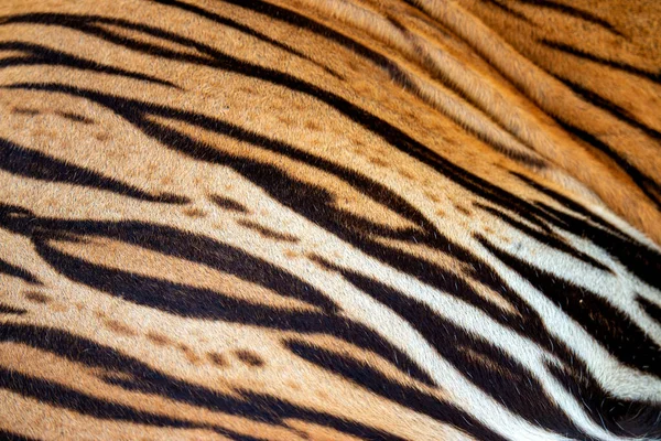 Hermosa Piel Tigre Textura Piel Tigre Real Para Fondo —  Fotos de Stock