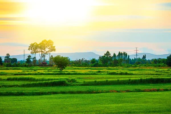 Sunset Πράσινο Ρύζι Τομέα Στην Ταϊλάνδη Πολύχρωμο Πράσινο Φόντο — Φωτογραφία Αρχείου