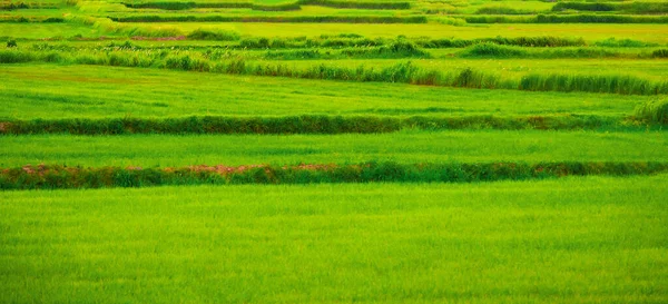 Grünes Reisfeld Thailand Bunter Grüner Hintergrund — Stockfoto