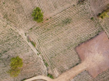 Tarım mevsiminde tarım arazileri, insansız hava araçlarının hava fotoğrafları.
