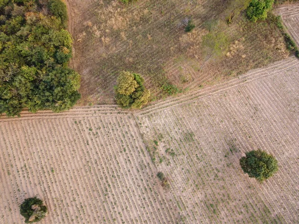 Terras Agrícolas Durante Época Cultivo Fotografia Aérea Drones — Fotografia de Stock