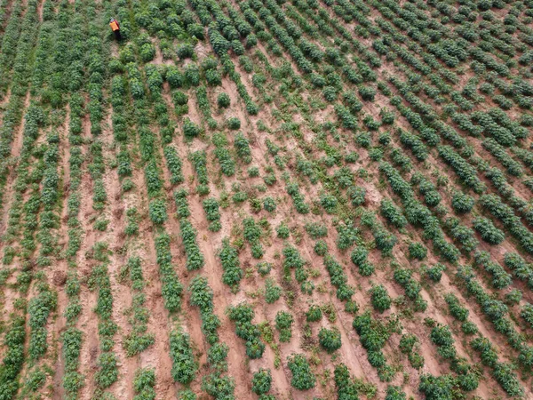 Agricultores Pulverizam Pesticidas Tóxicos Pesticidas Parcelas Agrícolas — Fotografia de Stock