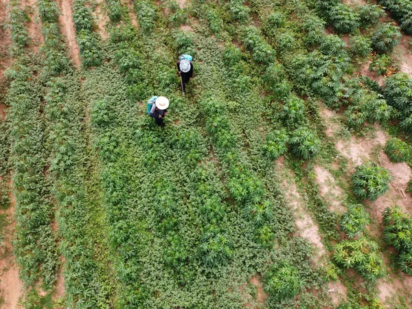 Los Agricultores Rocían Pesticidas Tóxicos Pesticidas Parcelas Agrícolas — Foto de Stock