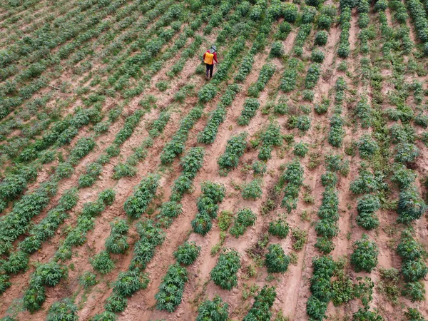 Фермеры Распыляют Токсичные Пестициды Пестициды Сельскохозяйственные Участки — стоковое фото