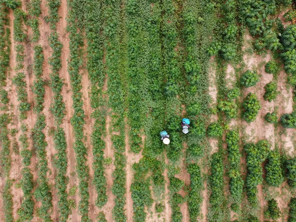 Boeren Spuiten Giftige Pesticiden Pesticiden Landbouwpercelen — Stockfoto