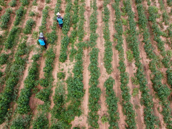 Mezőgazdasági Termelők Mérgező Peszticideket Vagy Növényvédő Szereket Permeteznek Mezőgazdasági Parcellákra — Stock Fotó