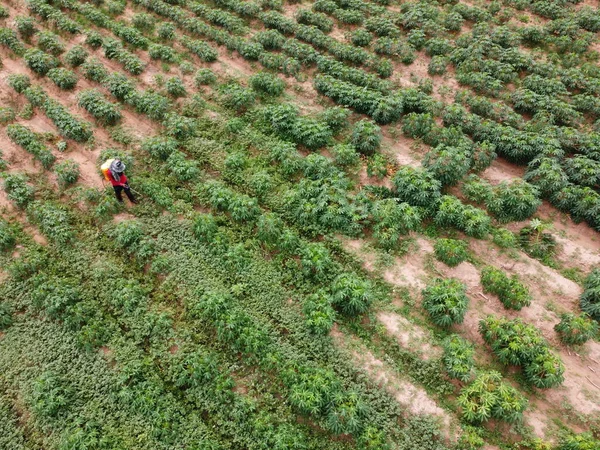 Zemědělci Sprejují Toxické Pesticidy Nebo Pesticidy Zemědělských Pozemcích — Stock fotografie