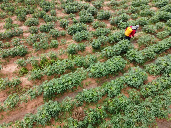 Farmers spray toxic pesticides or pesticides on agricultural plots