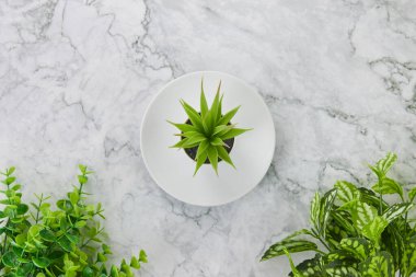 Modern Temiz Düz Yatış Altındaki Alt Ofis Bitkileri veya Ağaca Dolgun Bitkiler Ya da Üst Görünüm Ofis Masası veya Mermer Minimalist Arkaplan Ofis Masası