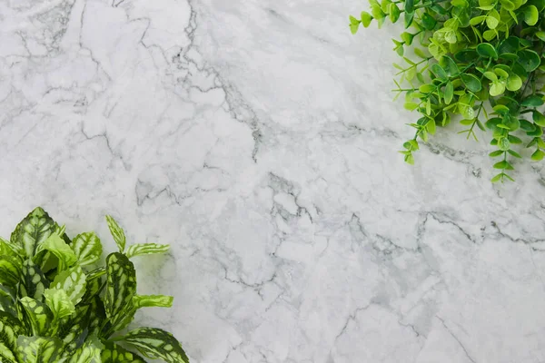 Modern Clean Flat Lay veya Üst Görünüm Ofis Masası veya Ofis Bitkileri veya Mermer Minimalist Arkaplanda Alt Sol ve Üst Sağ Köşedeki Ağaç