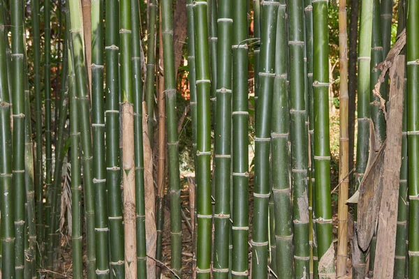 Natural Bamboo Tree in Bamboo Forest and Dry Leaves and Twigs Background in Zoom View