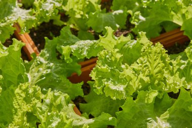 Sağa Çerçeve Yeşil Marul Sabah Doğal Işığıyla Uzun Bitki Esrarı