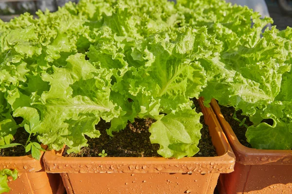Taze Yeşil Marul ve Su Damlası ve Doğal Sabah Işığıyla Uzun Plastik Saksıda Toprak