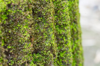 Beton sütun üzerinde yosun