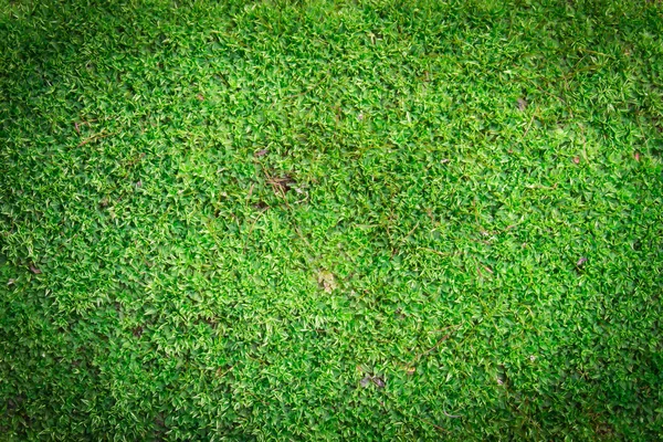 Sfondo muschio verde — Foto Stock