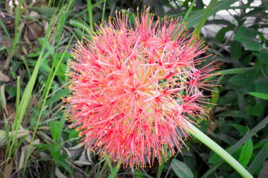 Polen Hippeastrum Johnsonii veya Lilly çiçek yaprakları arka plan üzerinde