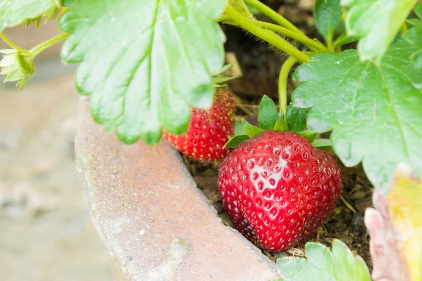 Red Strawberry Fruit in Pot and Leaves Background