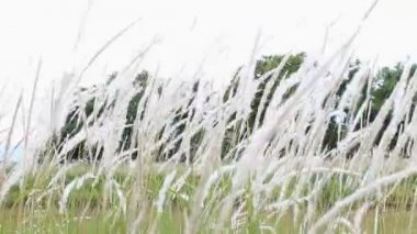 Doğal zemin üzerine beyaz çimen çiçekler veya Meadows Rüzgar uçurdu