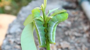 Yeşil kelebek Caterpillar veya solucan çoğu yemek bırakır
