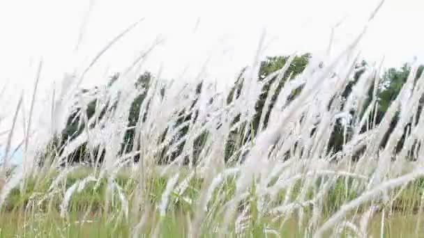 Wind blies witte gras bloemen of weiden op natuurlijke achtergrond — Stockvideo
