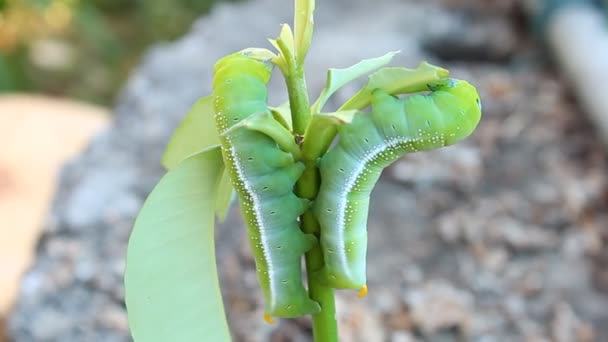 Mariposa verde oruga o gusano están comiendo hojas — Vídeo de stock