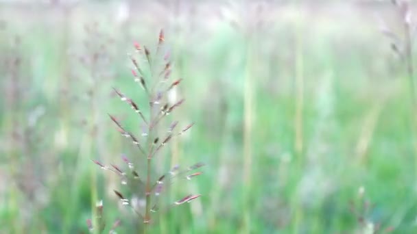 Gras op veld in close-up weergave — Stockvideo